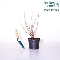 Fasanenspiere Diabolo