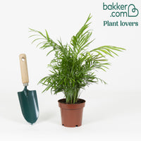 Bergpalme - Chamaedorea elegans - Nach Sorten