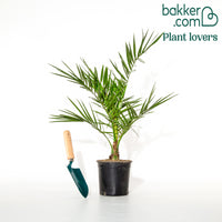 Kanarische Dattelpalme