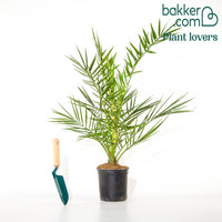 Kanarische Dattelpalme