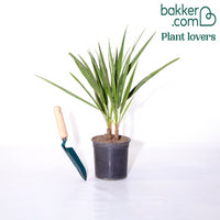 Mittelmeer-Zwergpalme