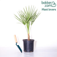 Mittelmeer-Zwergpalme