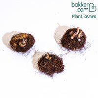 Gloxinien (rot, weiß, blau) (x3)