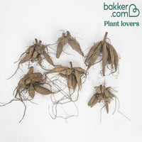 Bonesta Dahlien Mischung (weiß, rosa, gestreift) (x6)