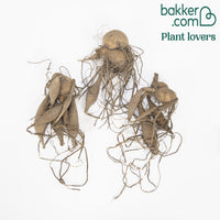 Dahlien Sakura Fubuki rosa (x3) - Dahlia sakura fubuki - Bakker