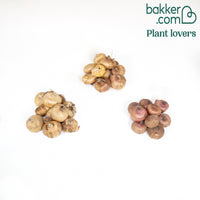 Sammlung von Papageiengladiolen (x30)