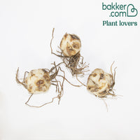 Tigerlilie Red Life (x3) - Lilium trigrinum red life - Bakker