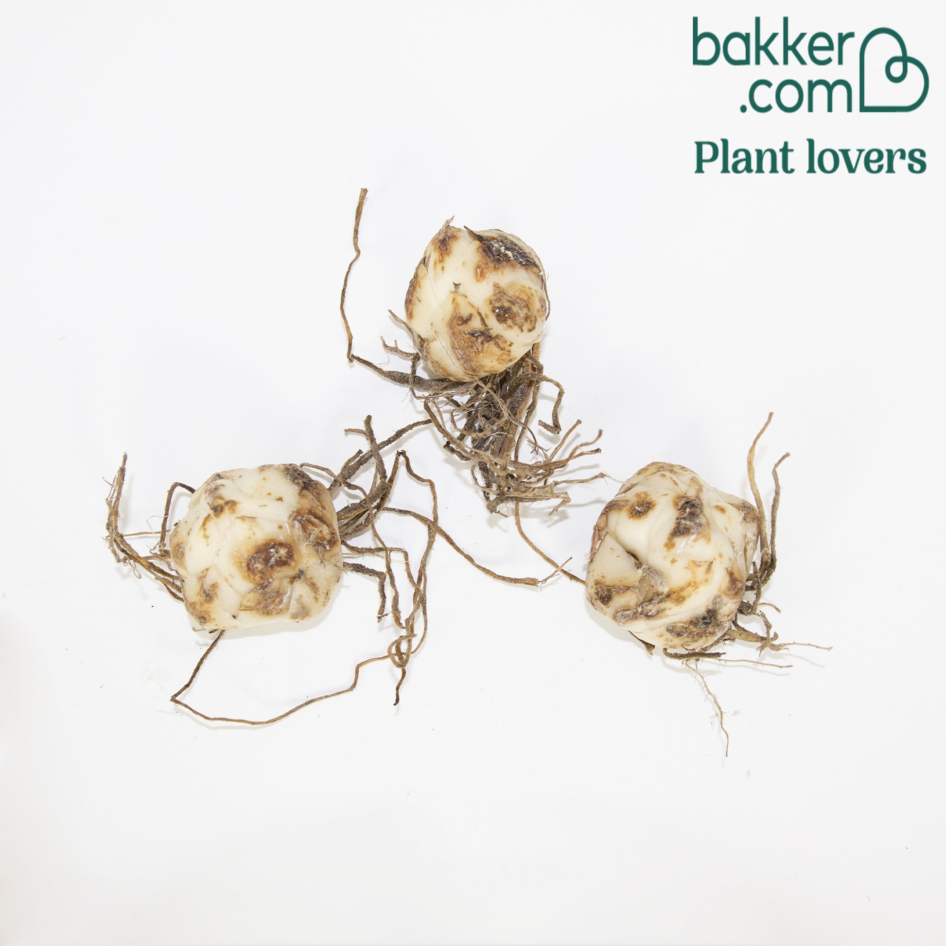 Tigerlilie Red Life (x3) - Lilium trigrinum red life - Bakker