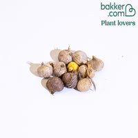 Moraea Blumenzwiebeln