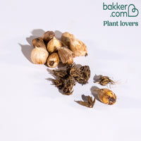 Freesien und Ranunkel Mischung (x20)