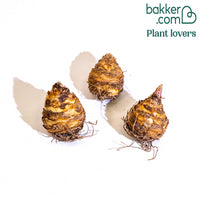 Zweifarbige Ananaslilie (x3)