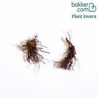 Waldgeißbart Guinea Fowl (x2)