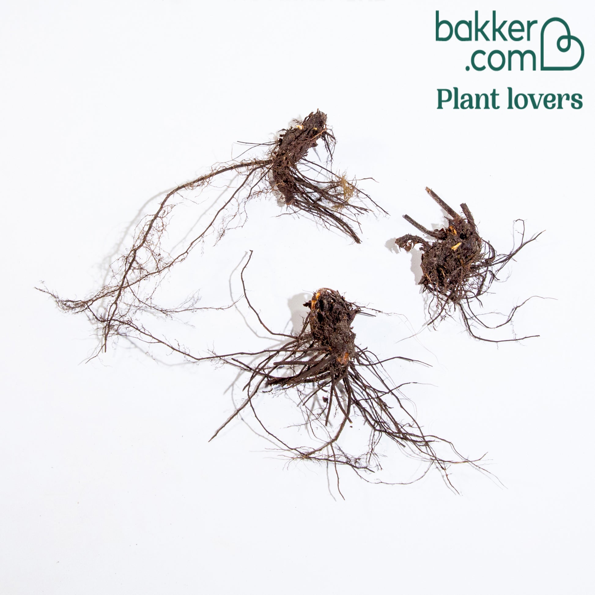 Weicher Frauenmantel (x3) - Alchemilla mollis