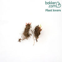 Sibirische Schwertlilie Painted Women (x2)