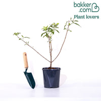 Schmetterlingsflieder 'Pink Delight'