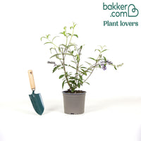 Schmetterlingsflieder Buddleja 'Royal Red'