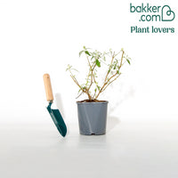 Schmetterlingsflieder Buddleja 'White Profusion'