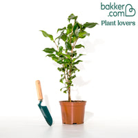 Japanische Kamelie rot