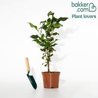 Japanische Kamelie rosa