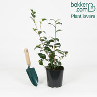 Japanische Kamelie weiß