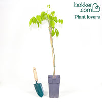 Japanischer Blauregen