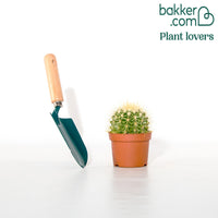 Schwiegermutterstuhl Echinocactus grusonii