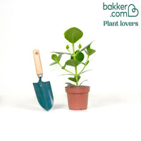 Balsamapfel 'Princess'