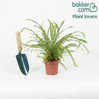 Nephrolepsis exaltata duffi