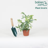 Blaufarn 'Blue Star' - Phlebodium blue star