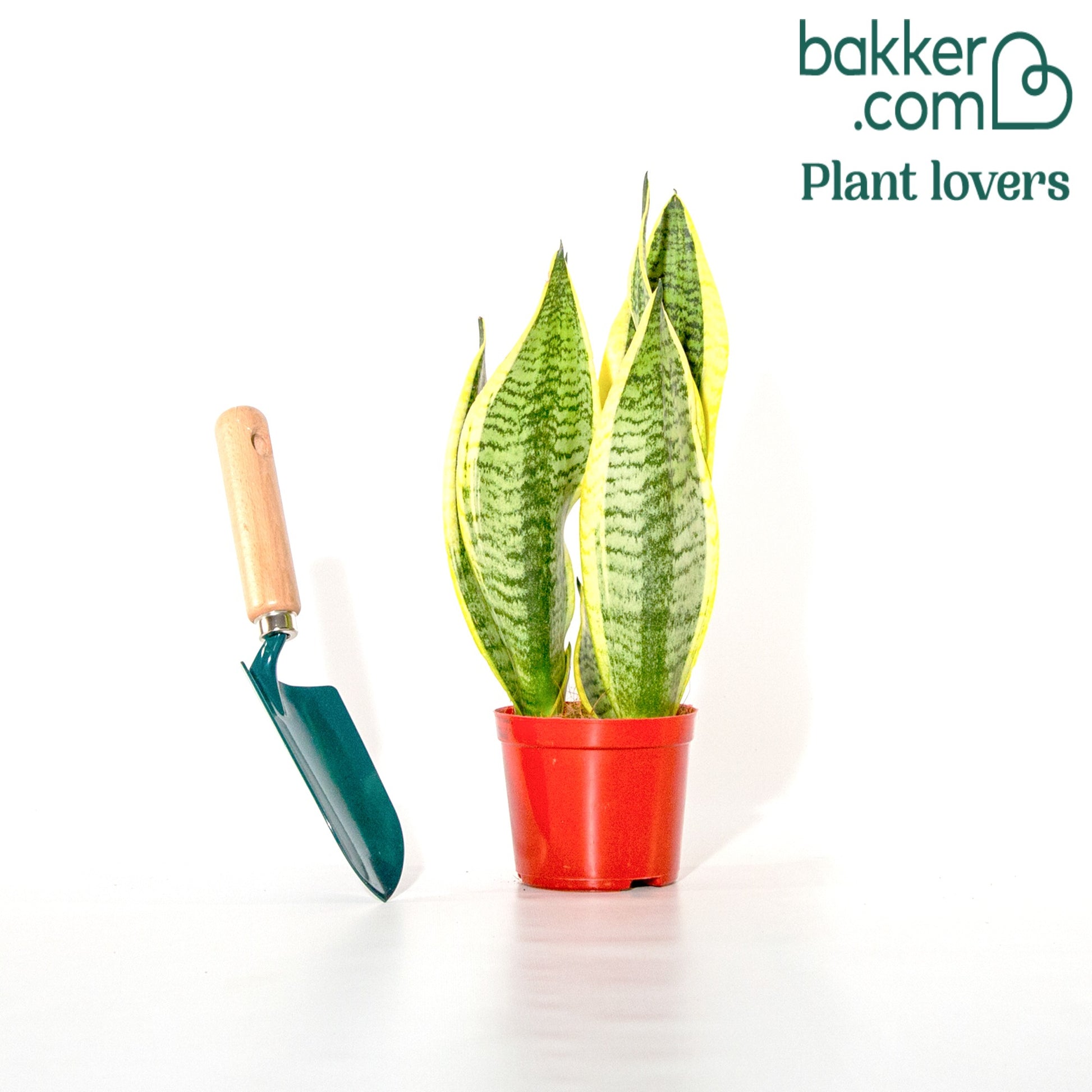 Bogenhanf Sansevieria - Sansevieria futura superba