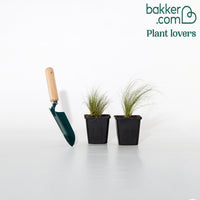 Federgras - Stipa tenuissima