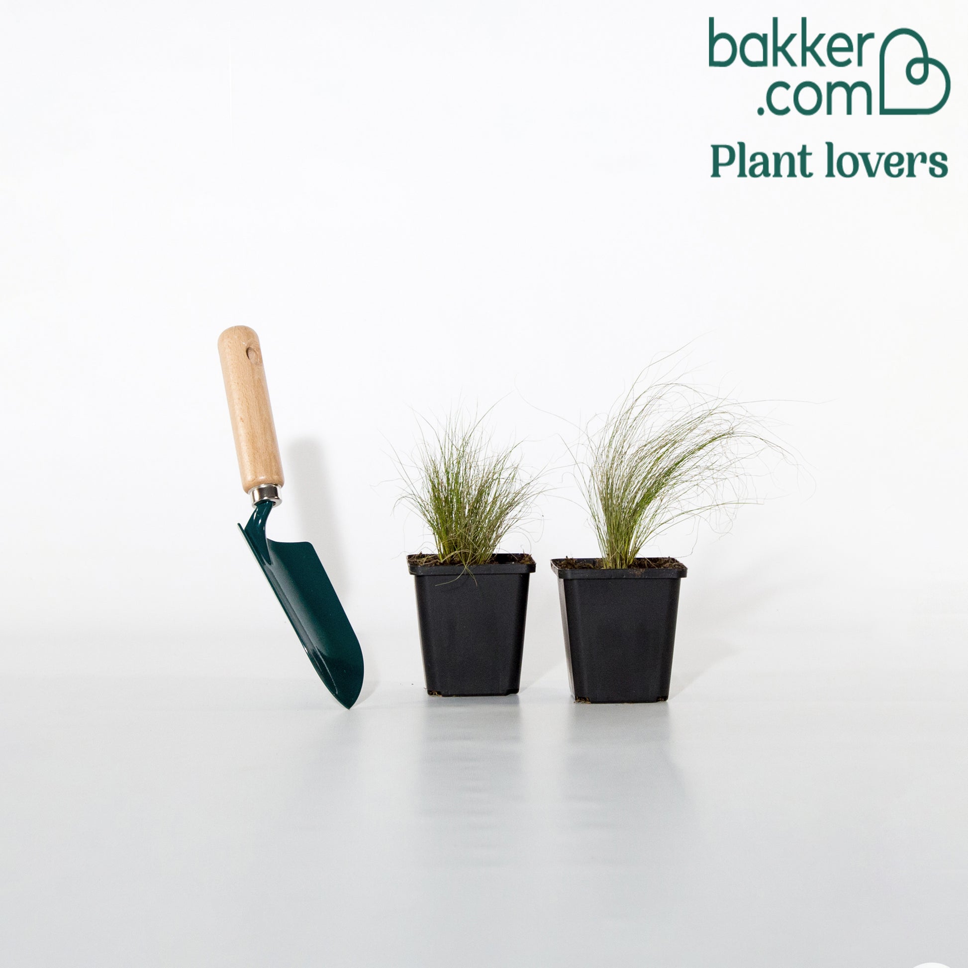 Federgras - Stipa tenuissima