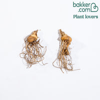 Deutsche Schwertlilie Brown Lasso (x2)