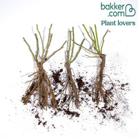 Kollektion Englische Rosen (Fish Ausgreen,Charlie,Her's Ausgreen) (x3)