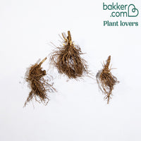 Flammenblume (rot, blau, weiß) (x3)