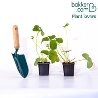 Ananas-Erdbeere 'Pineberry' (x2)