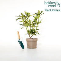 Alpenrose 'Nova Zembla'