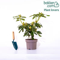 Alpenrose 'Roseum Elegans'