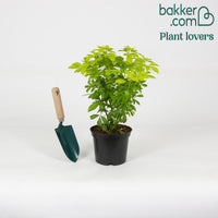 Orangenblume Sundance Lich