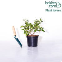 Andenstrauch Pink Elle