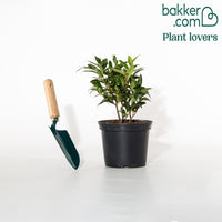 Fleischbeere Winter Gem