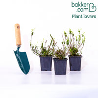 Heidekraut-Trio (weiß, rot, rosa) (x3)