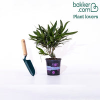 Rosenlorbeer - Nerium oleander