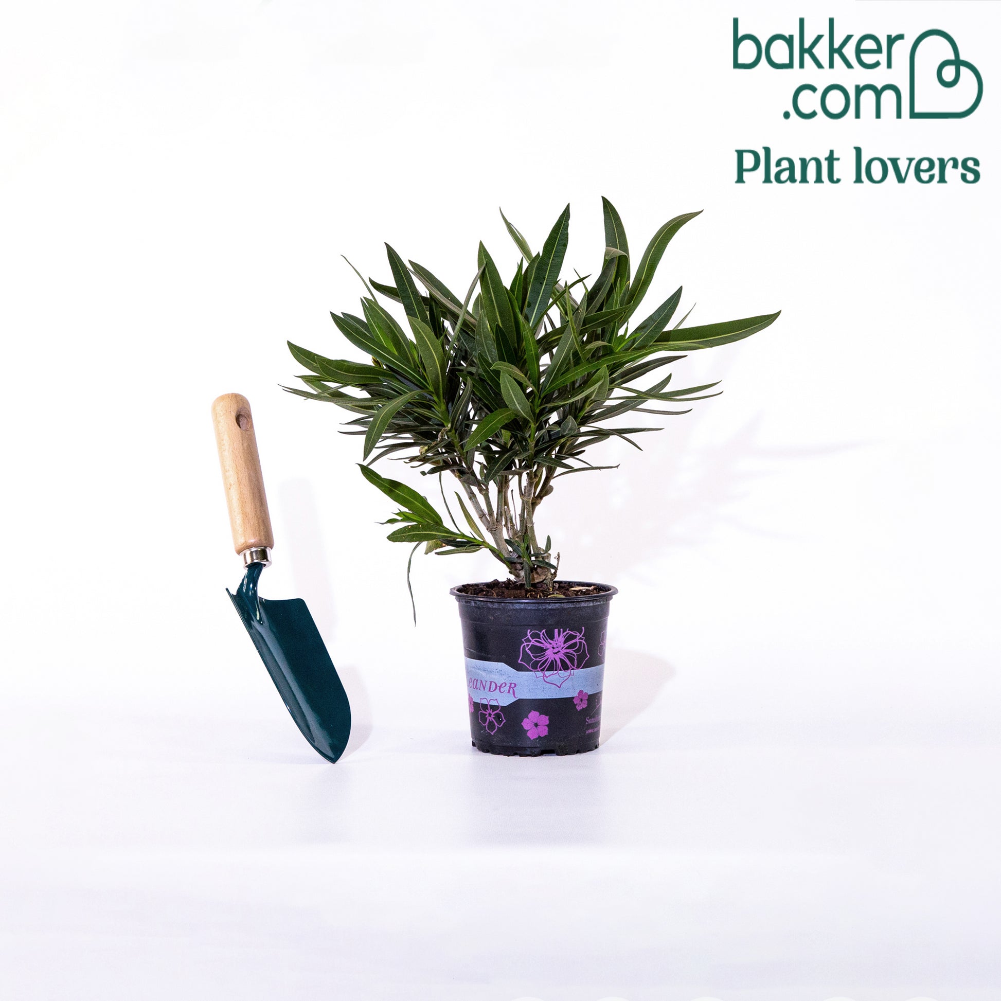 Rosenlorbeer - Nerium oleander