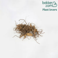 Dahlien purpurrot (x6)