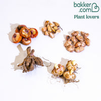 Sommerblumenzwiebel Mischung (x29)