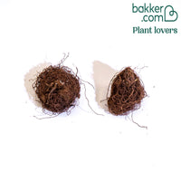 Gefleckte Gloxinie (x2)