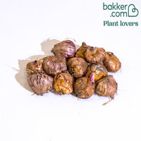 Gladiole Mischung 'Glamini' (x12)