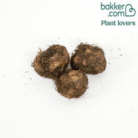 Begonie 'Cascade Florence' (x3)