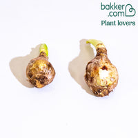 Ismene 'Sulphur Queen' (x2)